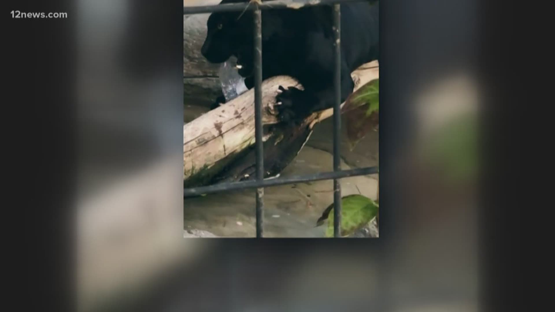 Over the weekend a jaguar at the Wildlife World Zoo attacked a woman who crossed a barrier near the jaguar's exhibit. This isn't the first time the jaguar has attacked a human, the previous time left a zookeeper in the hospital.