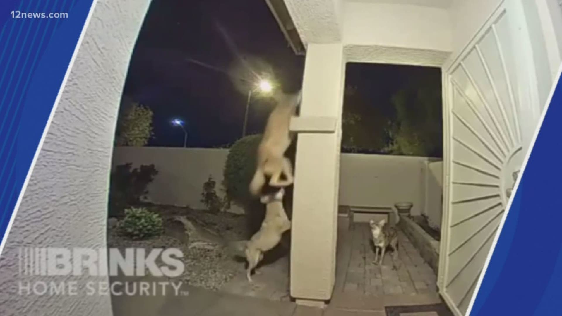 The video is tough to watch, but it serves as a reminder to protect your pets.