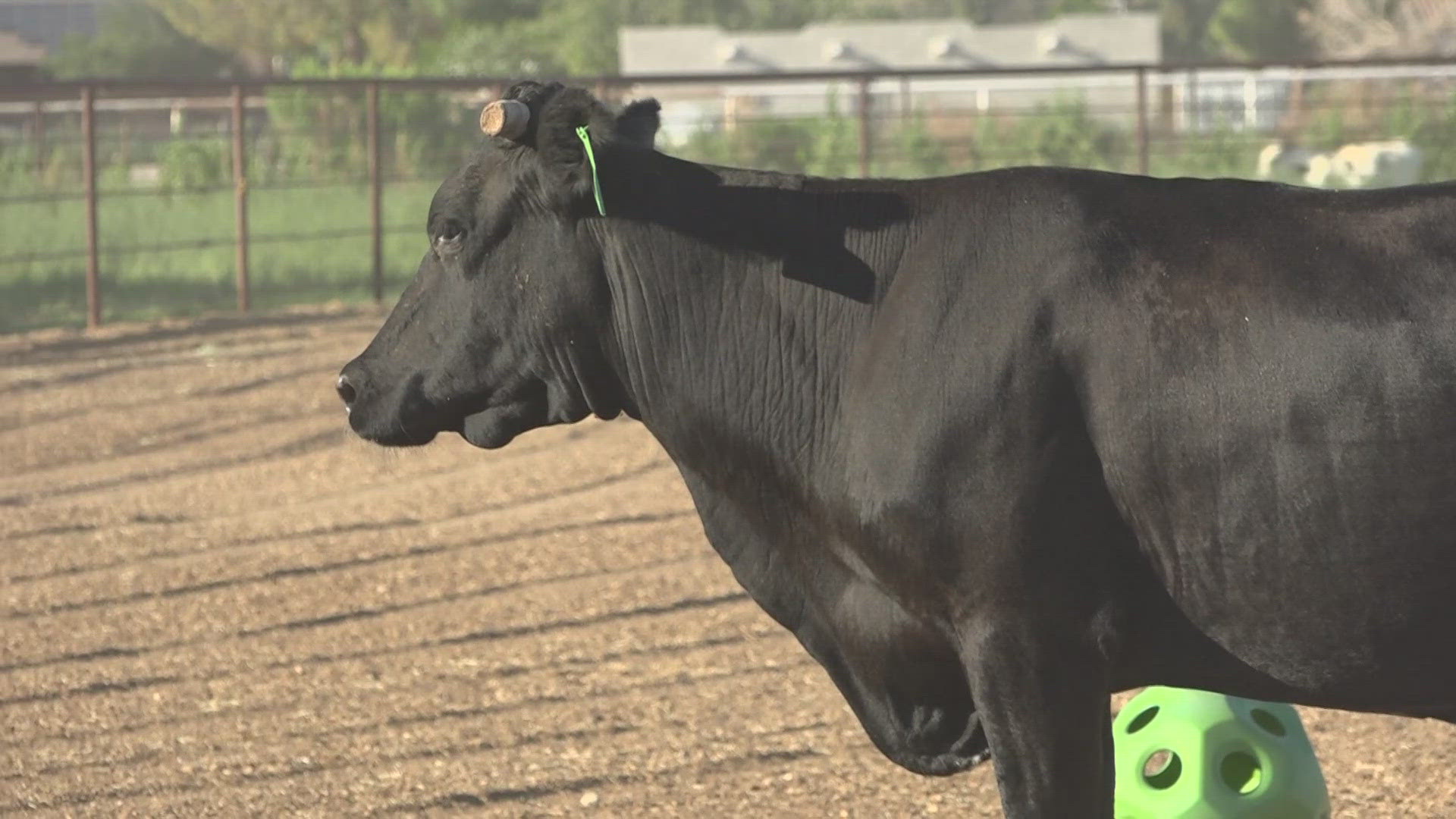 Mootilda was on the run after escaping a slaughterhouse, but now has a forever home at a San Tan Valley animal sanctuary.