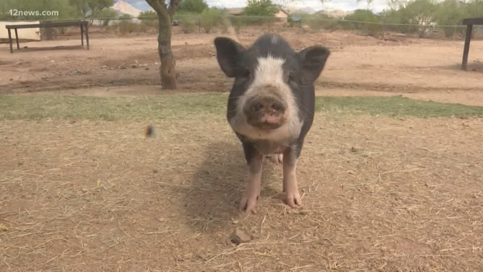 Better Piggies Rescue has doubled their average of potbellied pigs surrendered or rescued.