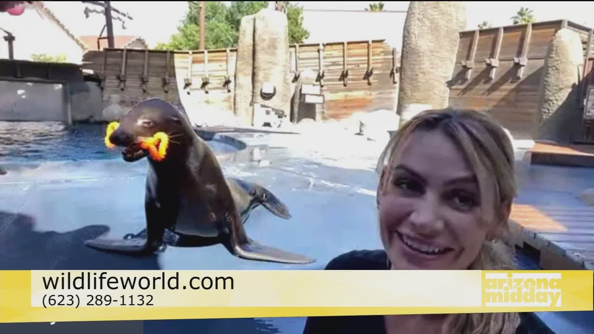 Kristy Morcom at the Wildlife World Zoo introduces us to Crockett the California Sea Lion and shows us some cool tricks!