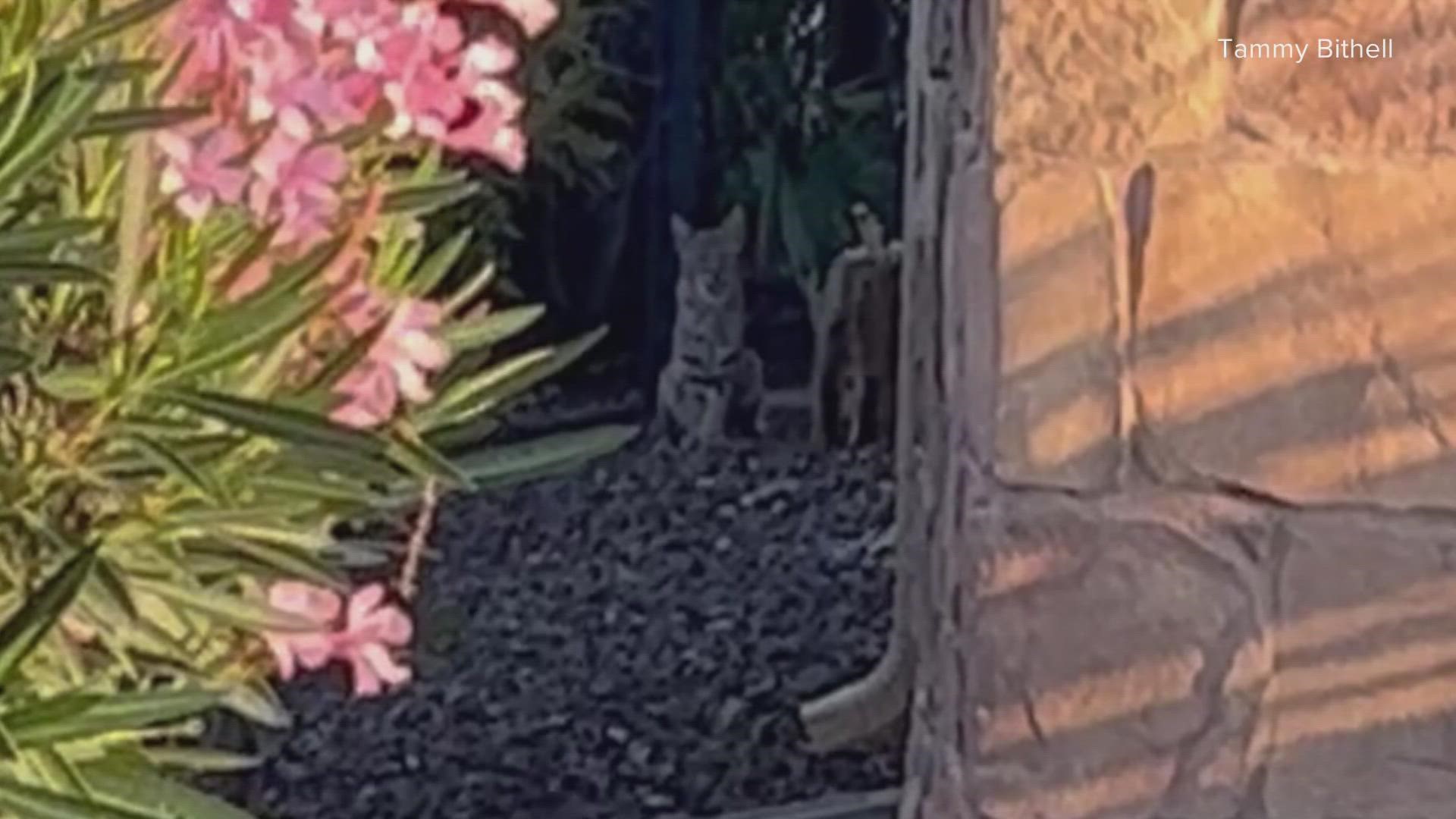 For three months, neighbors in north Buckeye have been tracking a bobcat with something around its neck and are hoping they can get it help.