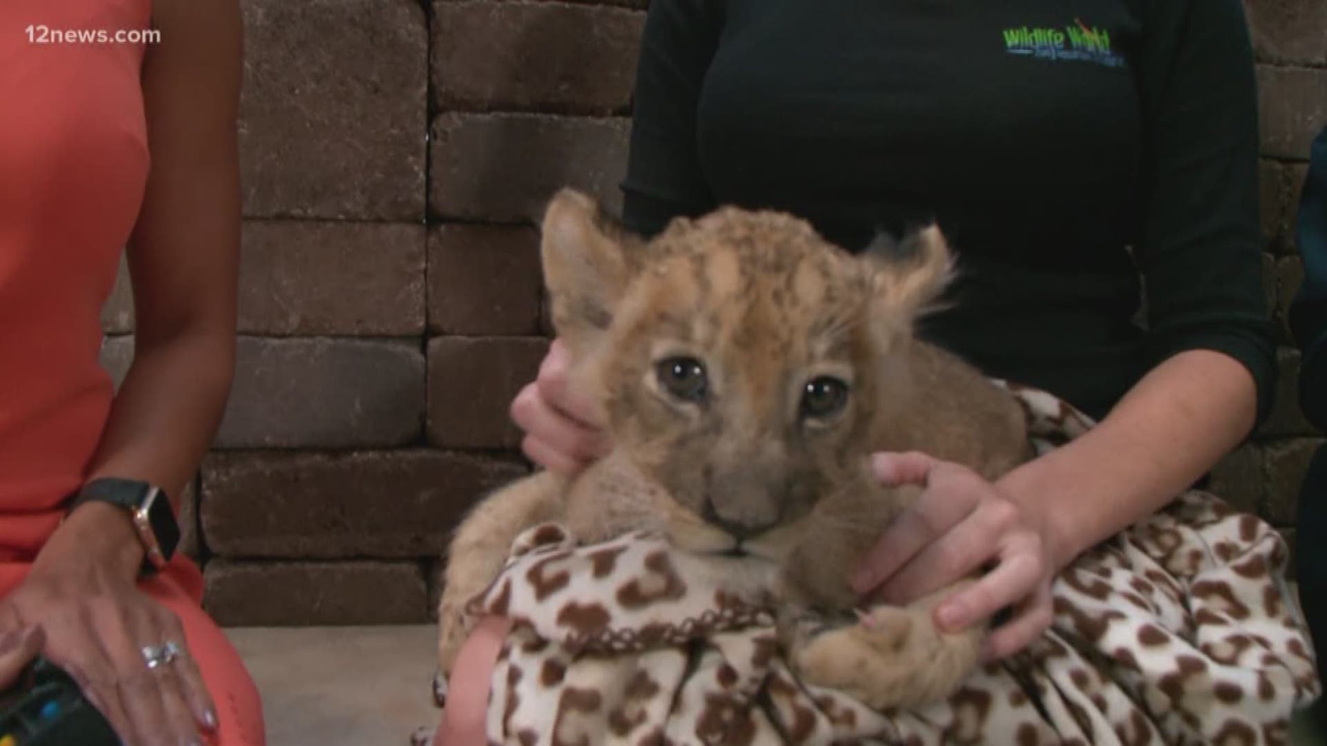 A new king has been born in the Valley! Meet Simba, the newest lion cub to be born at Wildlife World Zoo, Aquarium and Safari Park.