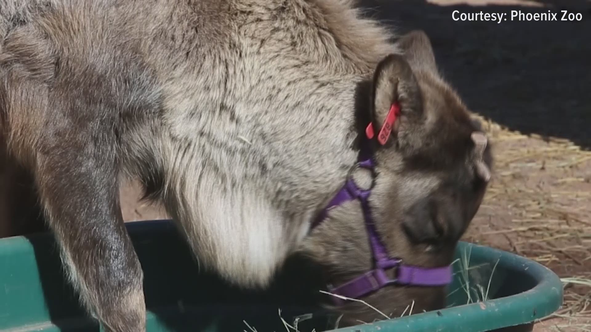 The Phoenix Zoo recently announced the winning name for their baby reindeer.