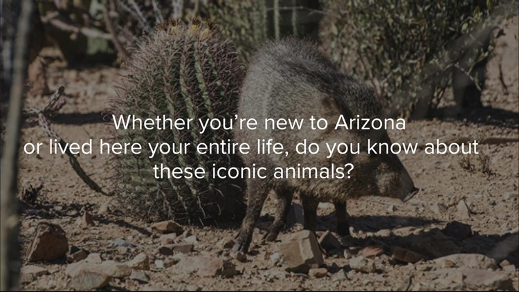 5 amazing – and sometimes dangerous –animals found in Arizona
