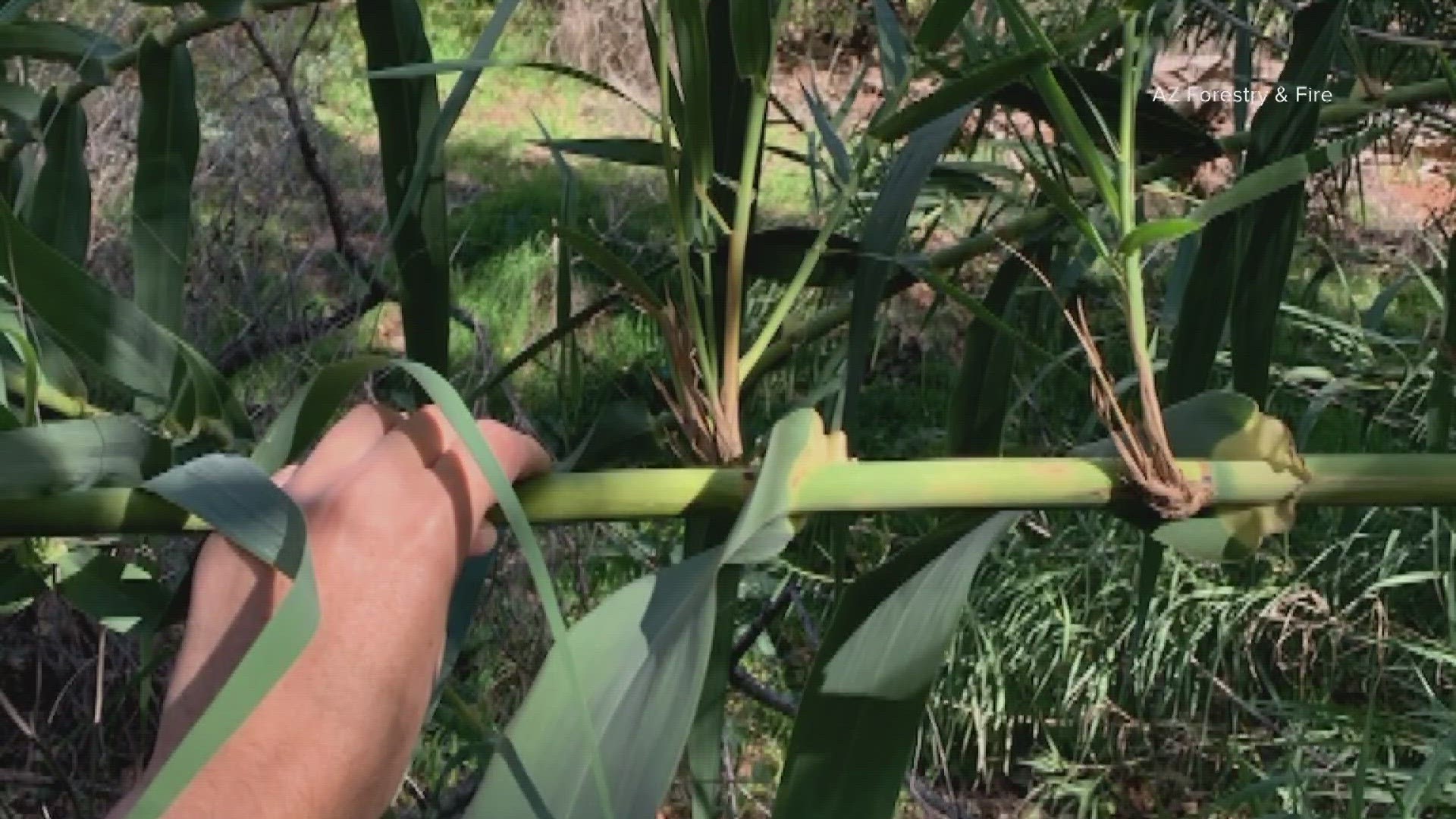 An invasive plant called Arundo can burns hotter and longer and could be trouble for fire seaosn.