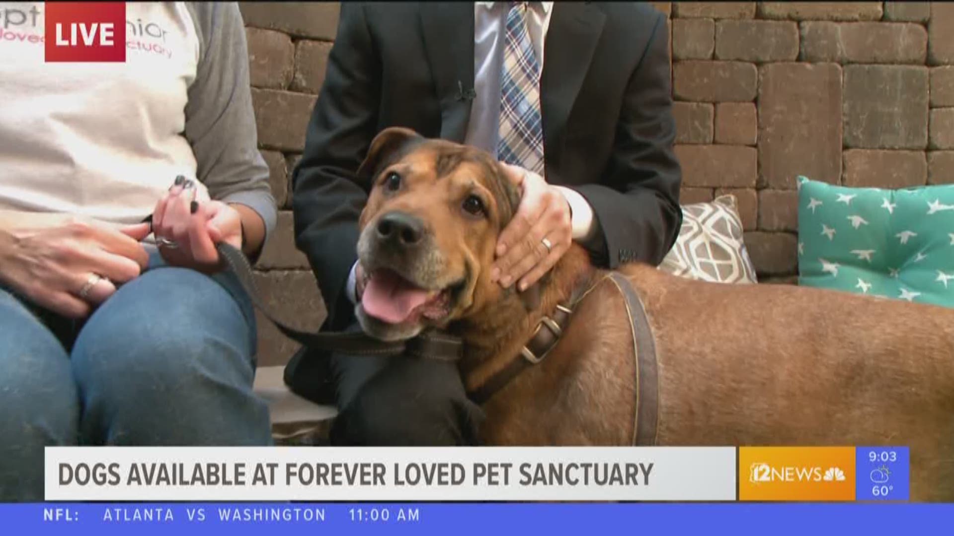 Forever Loved Pet Sanctuary in Scottsdale is hosting its sixth annual Canines and Cocktails fundraising event on Nov. 10 to help get the Valley's senior dogs adopted.