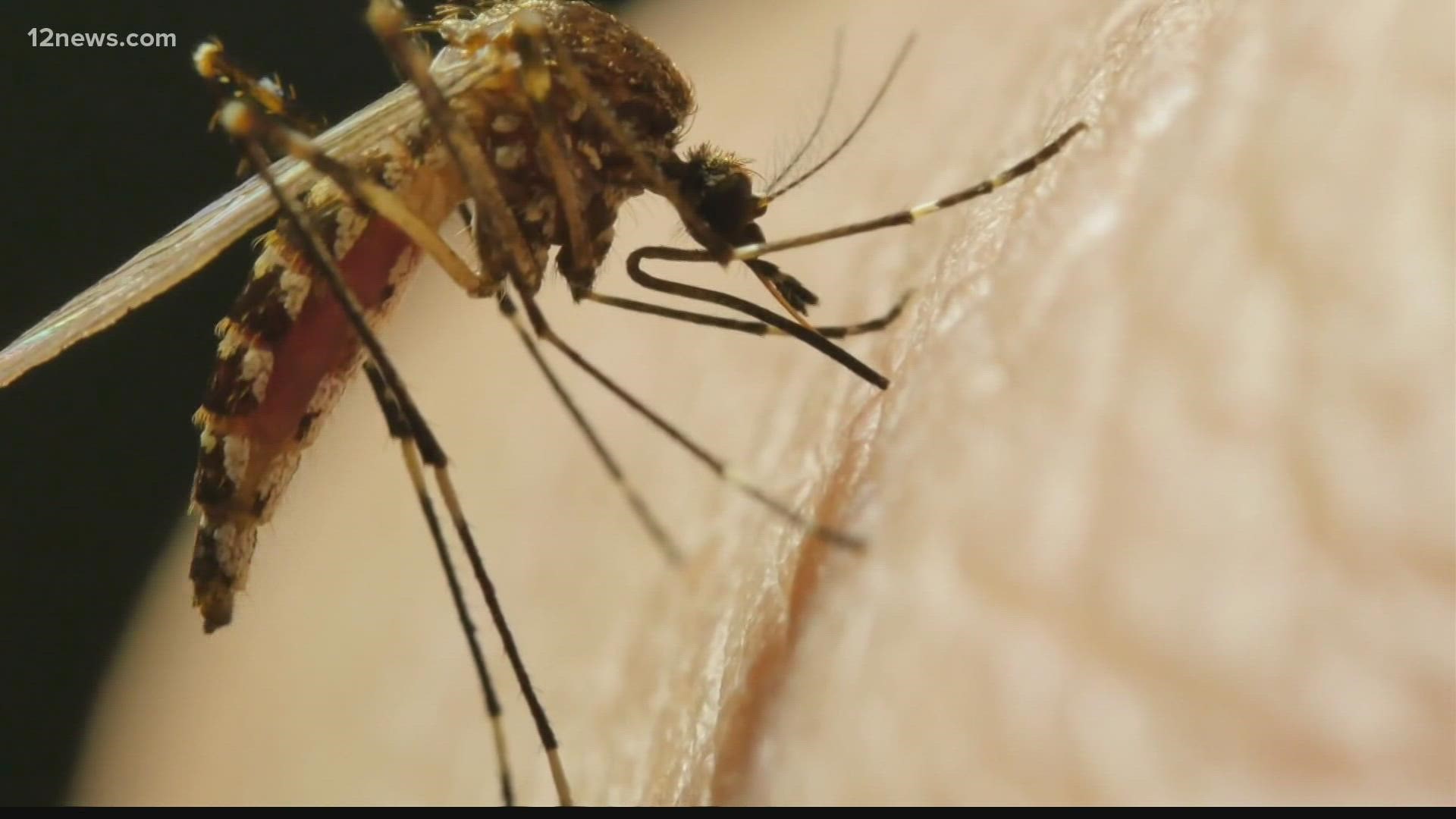 Mosquitos have been dubbed the "world's deadliest animal" by the CDC and they might be in your neighborhood. Here are a few things you can do to avoid being bit.