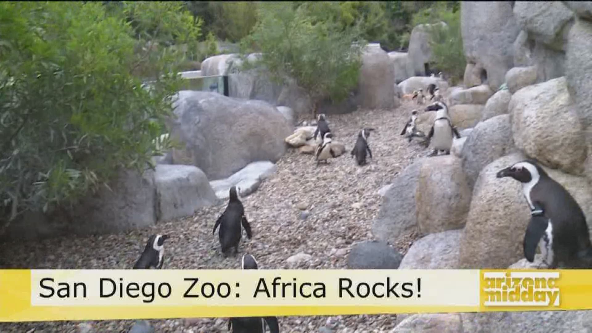 See animals like up close and like you've never seen them before at the San Diego Zoo's newest exhibit, Africa Rocks.