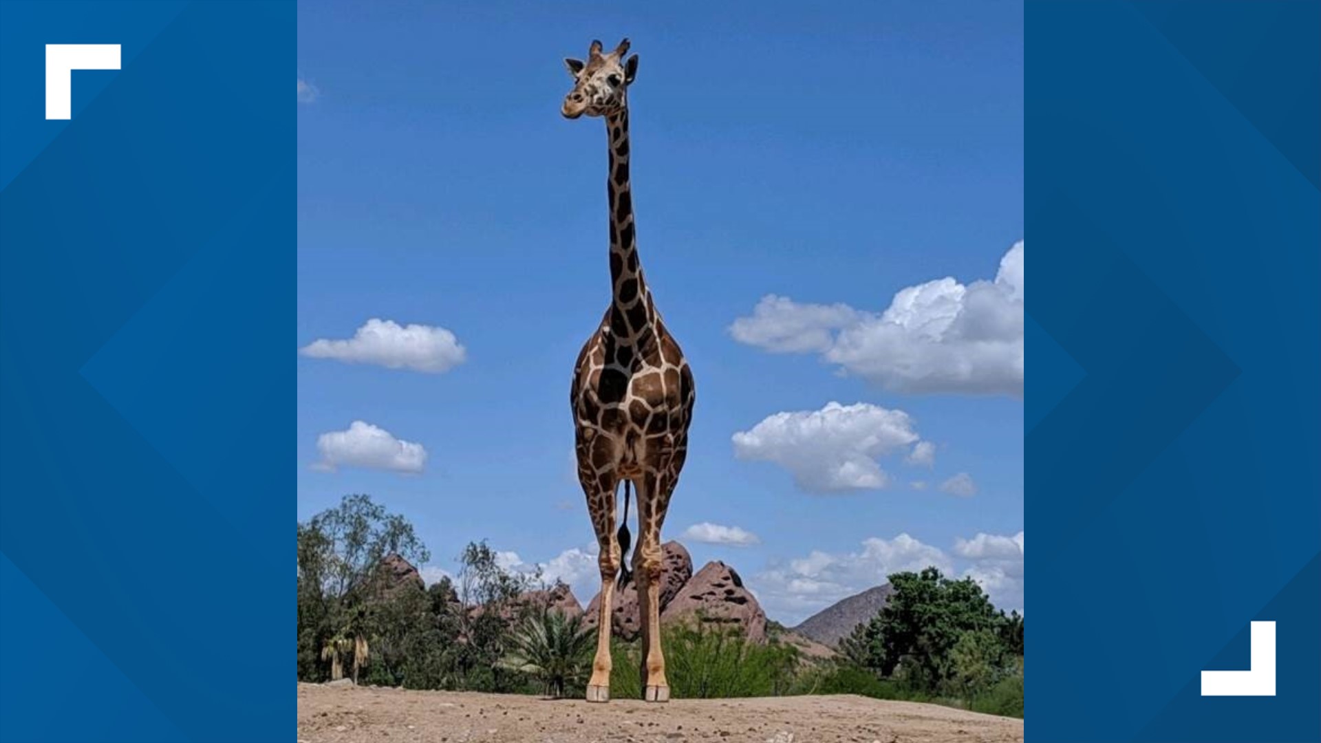 14yearold Phoenix Zoo giraffe, Makope, passes away