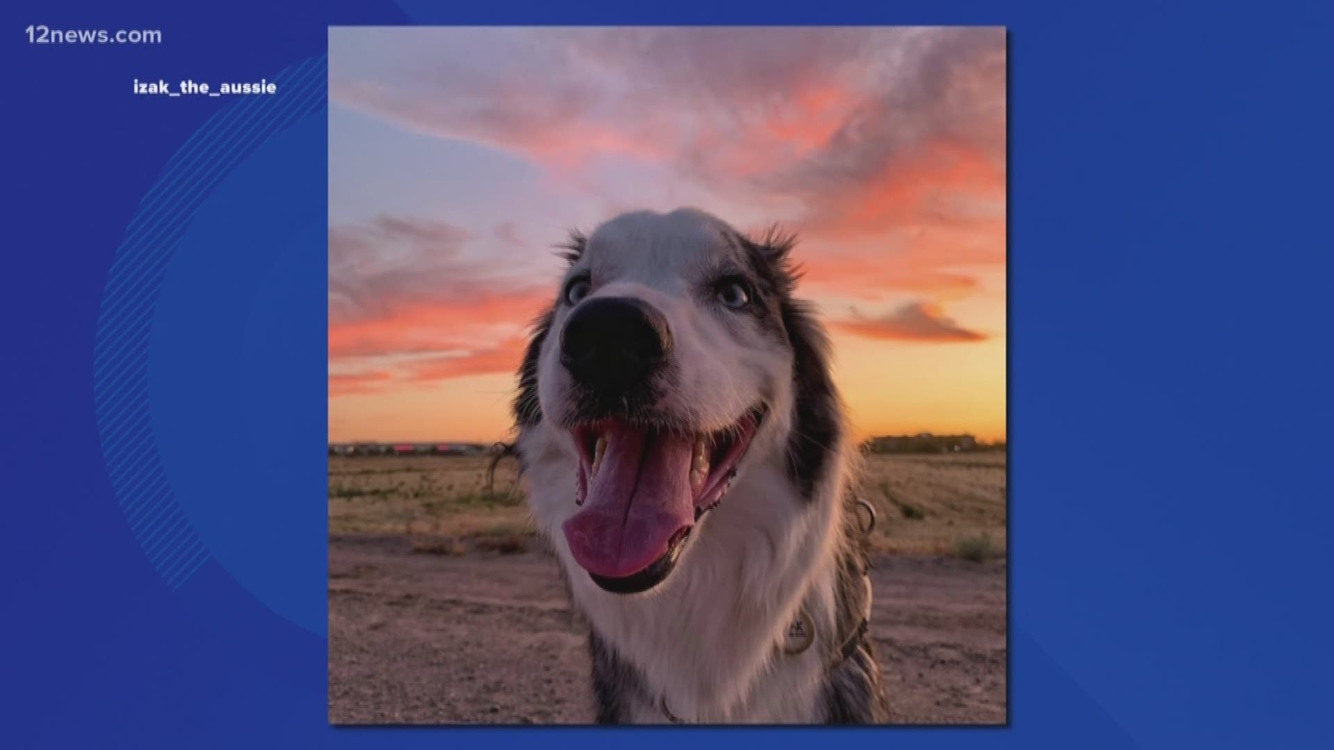 Even our furry friends can't help but smile at the beautiful Arizona skies.