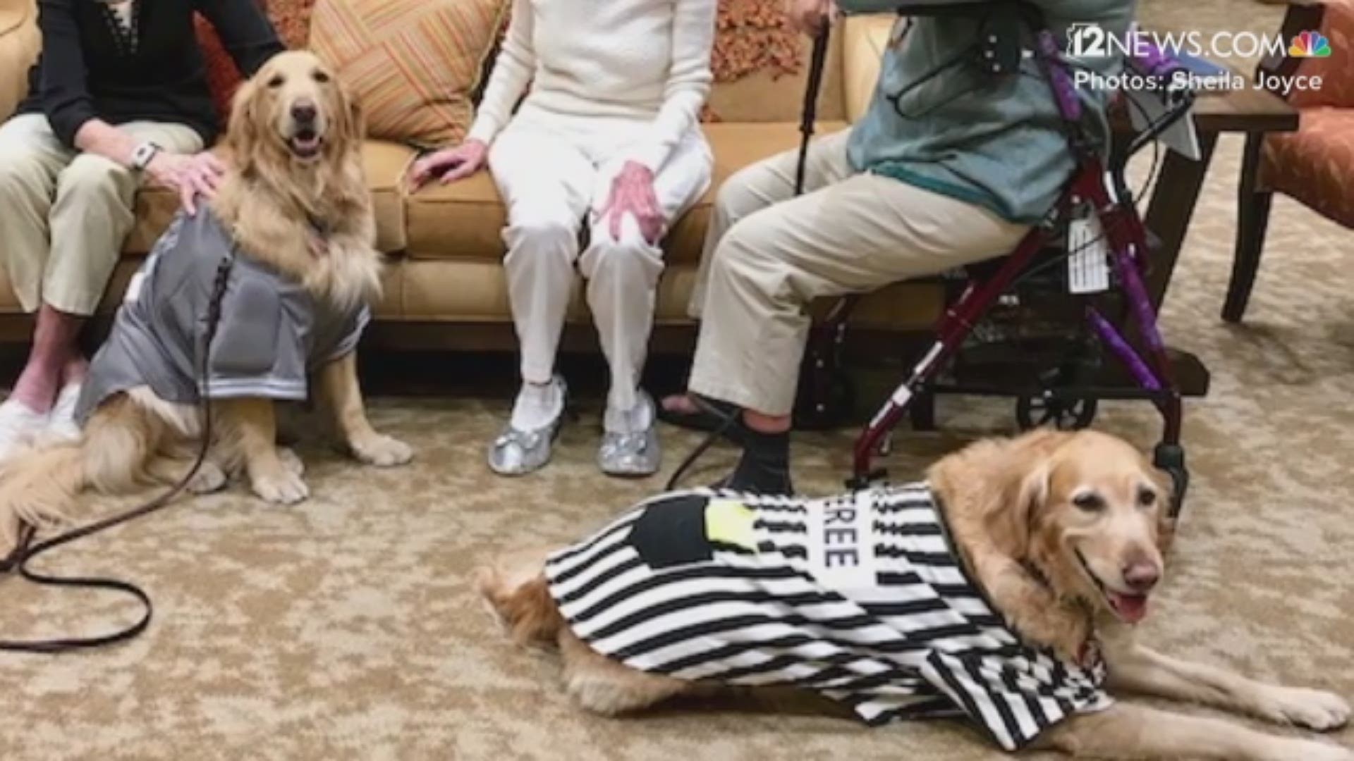 The two golden retrievers are the furkids of Sheila Joyce, a Valley woman whose kind heart might be just as big as the ones seniors in Sun City have come to know in her happy pups.