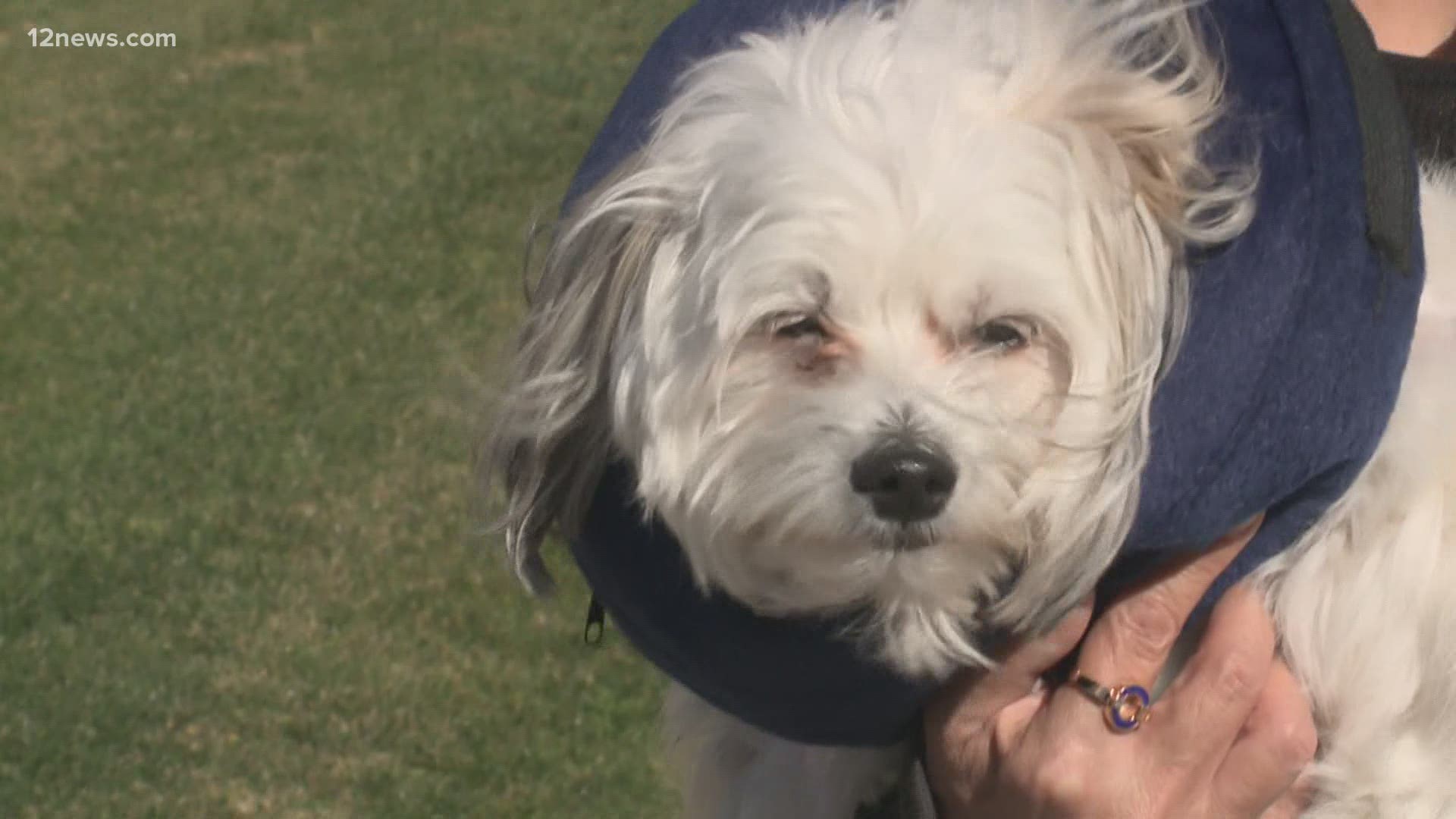 A Scottsdale pet owner is traumatized days after a coyote attacked her small dog. An expert weighs in on how to keep your pets safe.
