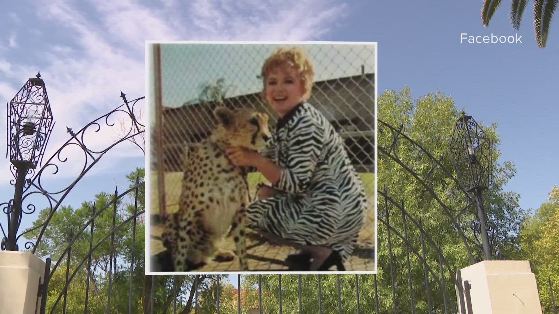 Late actress Amanda Blake lived in her home in Arcadia during the 70s. See how she bred cheetahs on the Valley property.