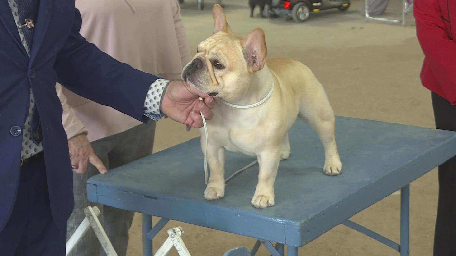 National Dog Show winner makes a stop in Scottsdale