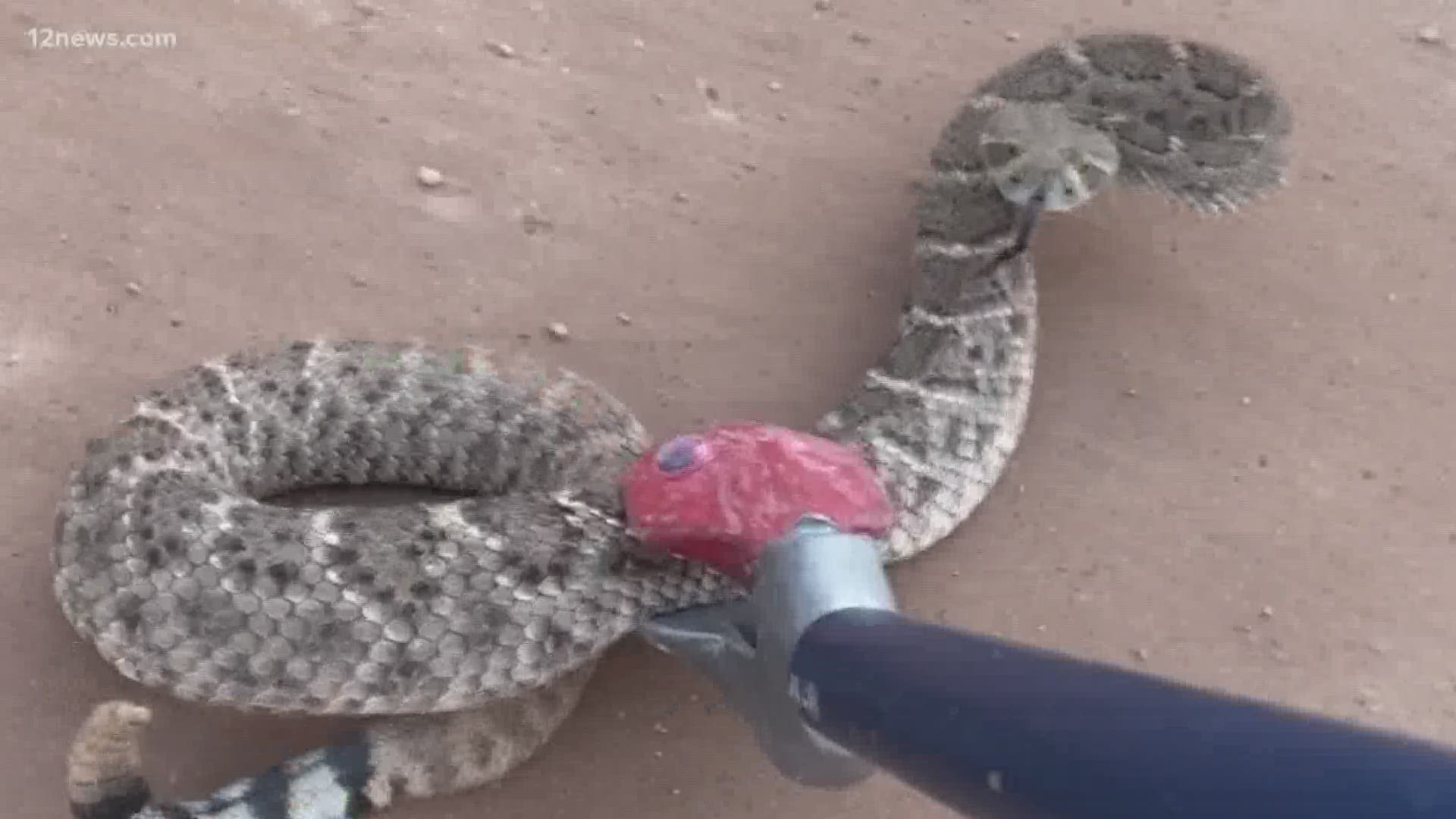 Jason Winfrey was one Arizonan who found out his backyard was a good place to cool down for snakes.