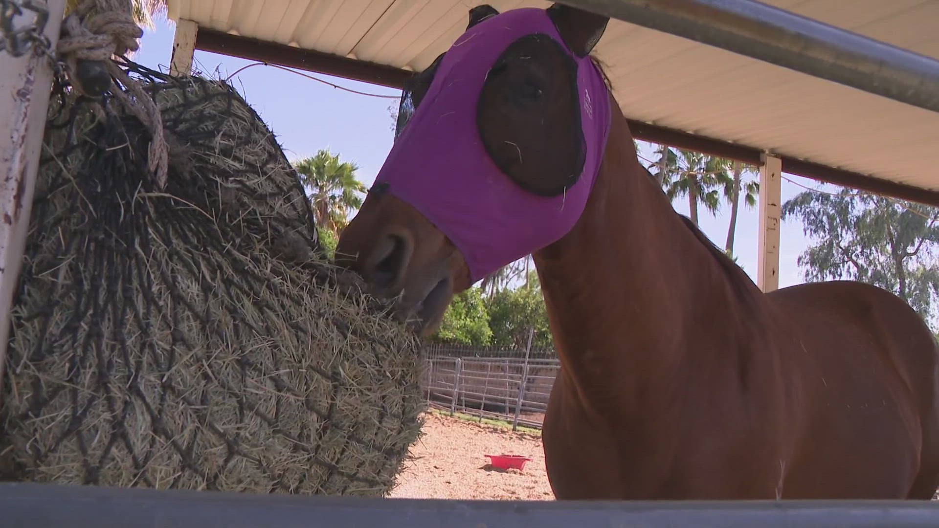 Through horse therapy, the animals and the patients mutually benefit, ultimately beginning the healing process post-trauma.