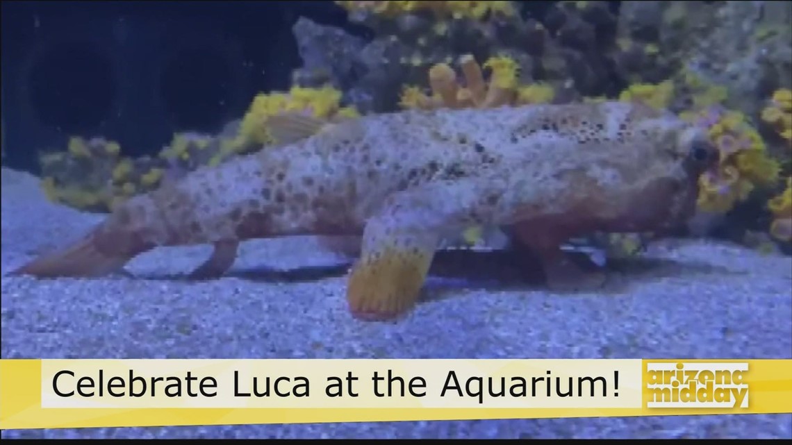 Rayakan Luca di Odysea Aquarium