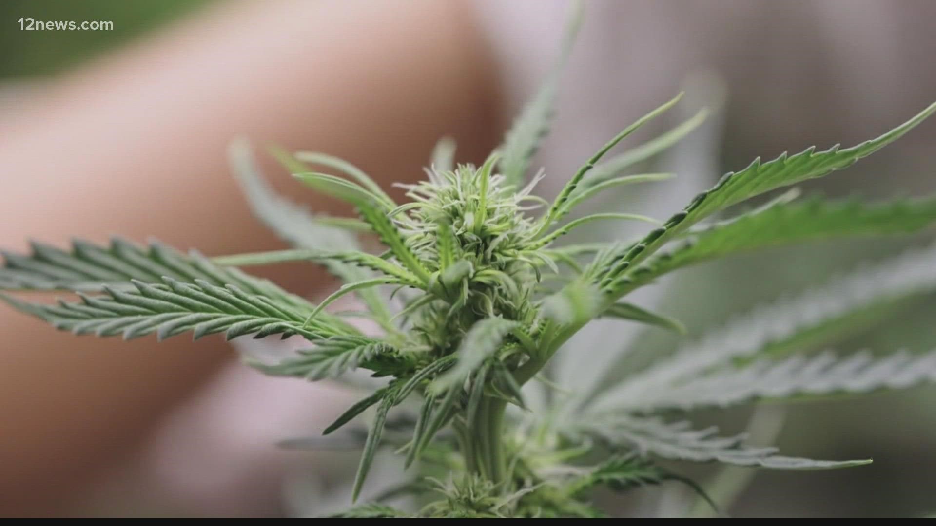 For one Valley woman with Acre 41, a social marijuana advocacy group in Phoenix, the social equity licenses represent an opportunity to bring forth money and jobs.