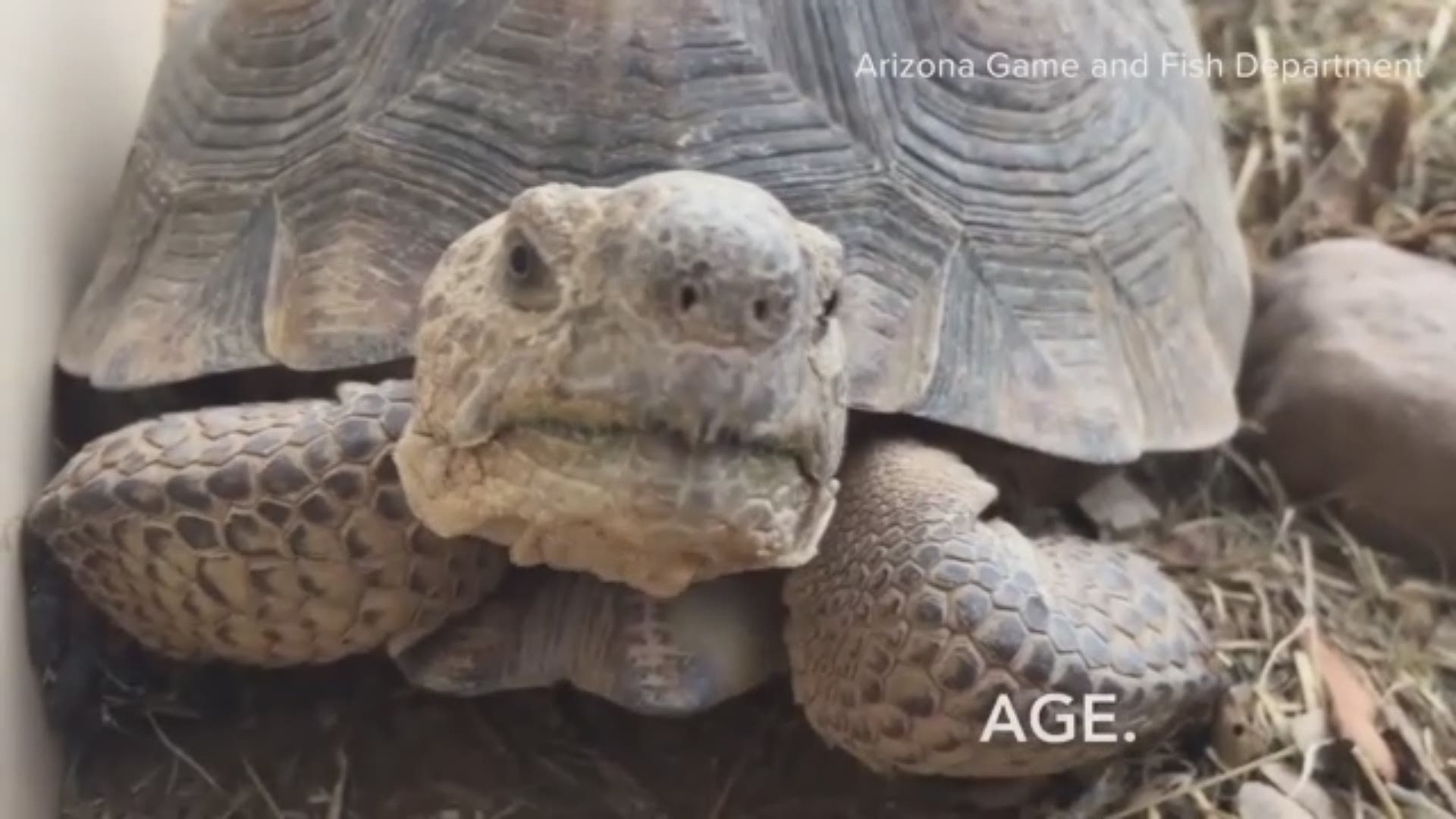 These tortoises cannot go back to the wild because they may transmit diseases that affect the wild desert tortoise population.