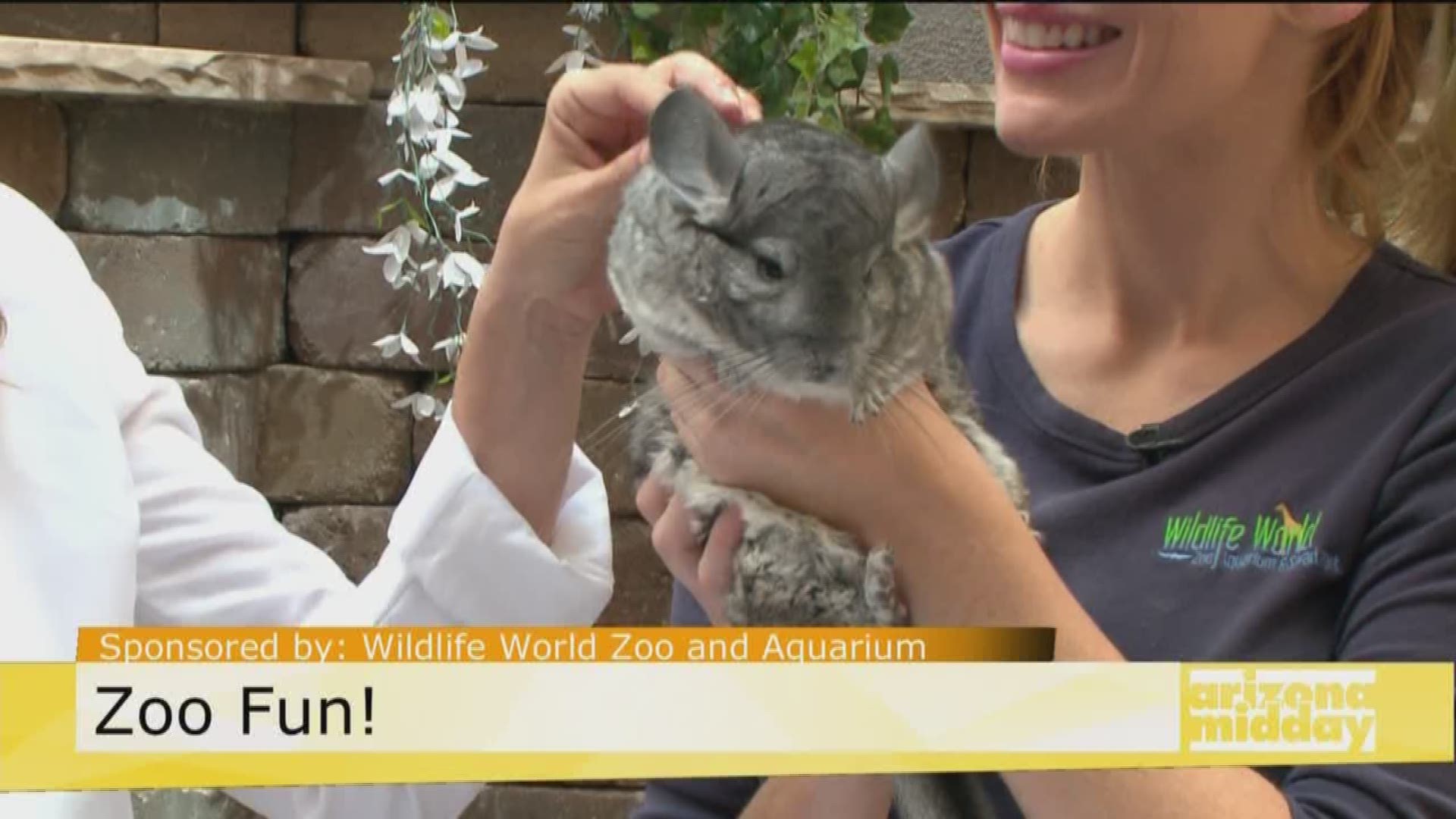 do chinchillas like to cuddle