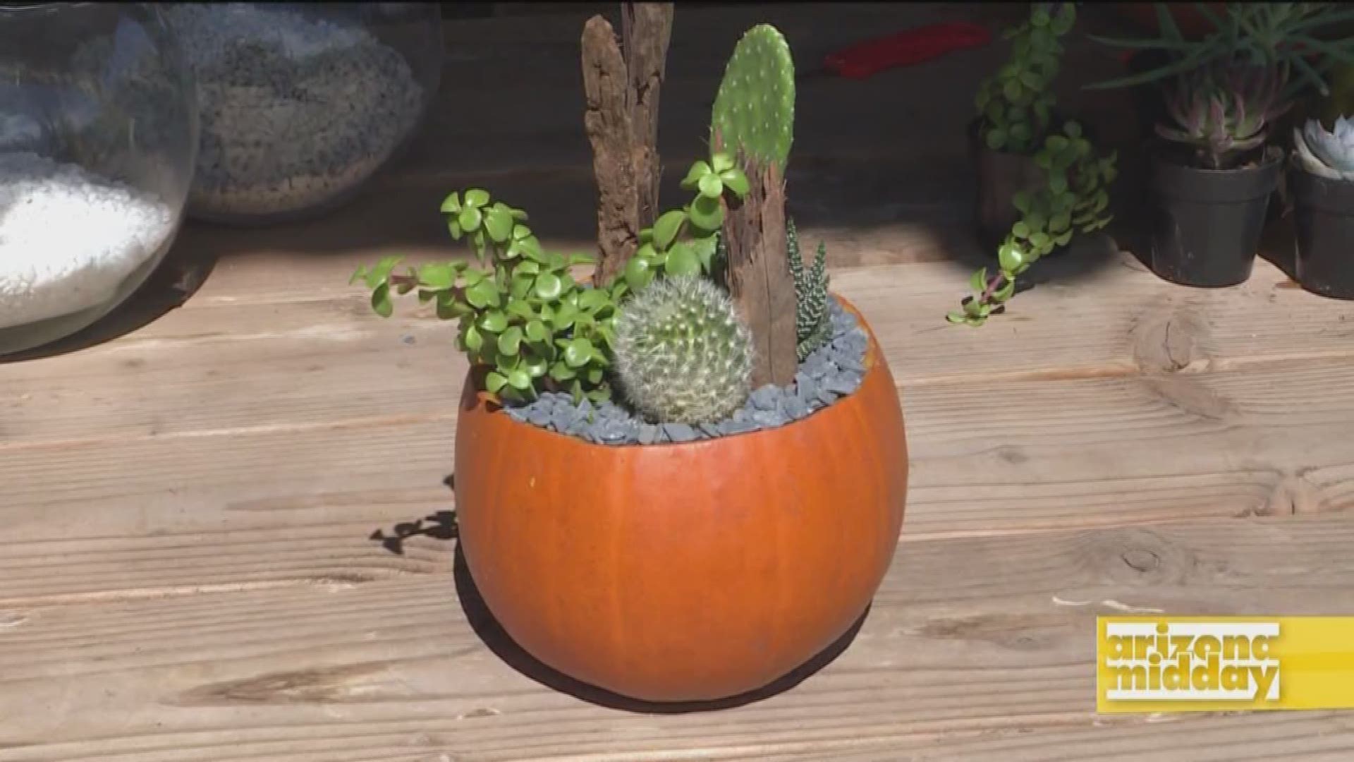 Learn how you can pot your plants with a pumpkin for this fall season.