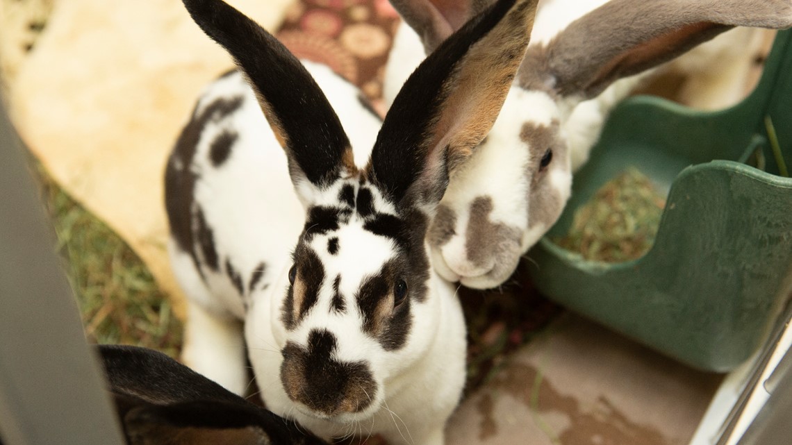 More than 160 rabbits living in 'horrific conditions' rescued from ...