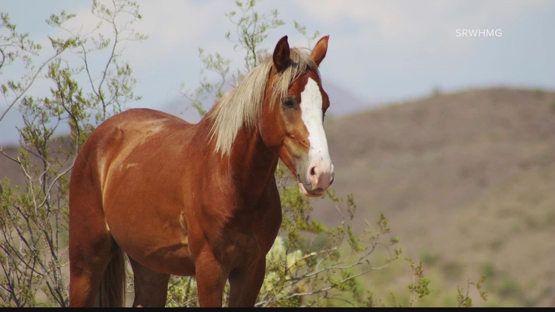 Salt River horse euthanized after eating plastic bag
