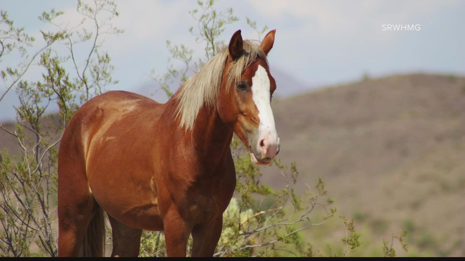 A Salt River wild horse was euthanized on Sunday after eating plastic. Two days after ingesting the plastic, the horse was unable to eat or drink.
