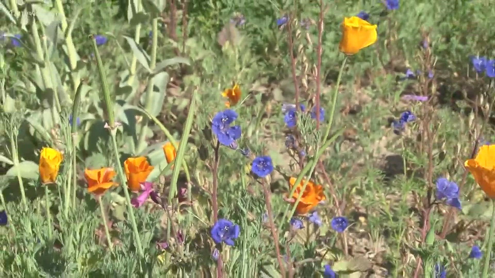 While winter is still dominating across much of the country, Arizona is blooming, says Angelica Elliott, Program Development Manager at the Desert Botanical Garden.