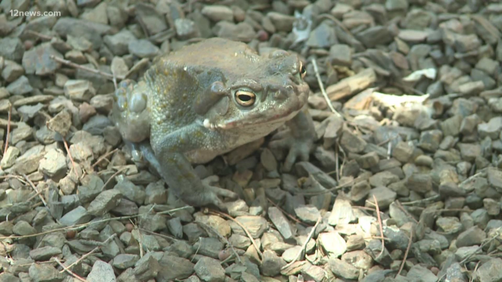 Sonoran Desert toads come out during the monsoon and secrete a neurotoxin strong enough to kill a dog. Colleen Sikora has some tips to keep your furry friends safe.