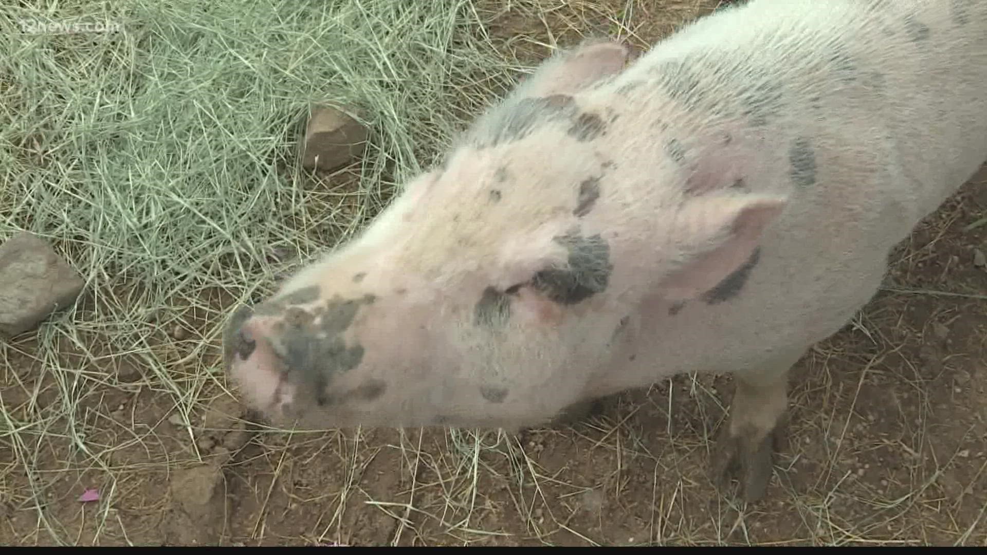Some people think pigs would make a great pet but when they go into heat, watch out! That’s when some owners have been known to abandon their pet pig.