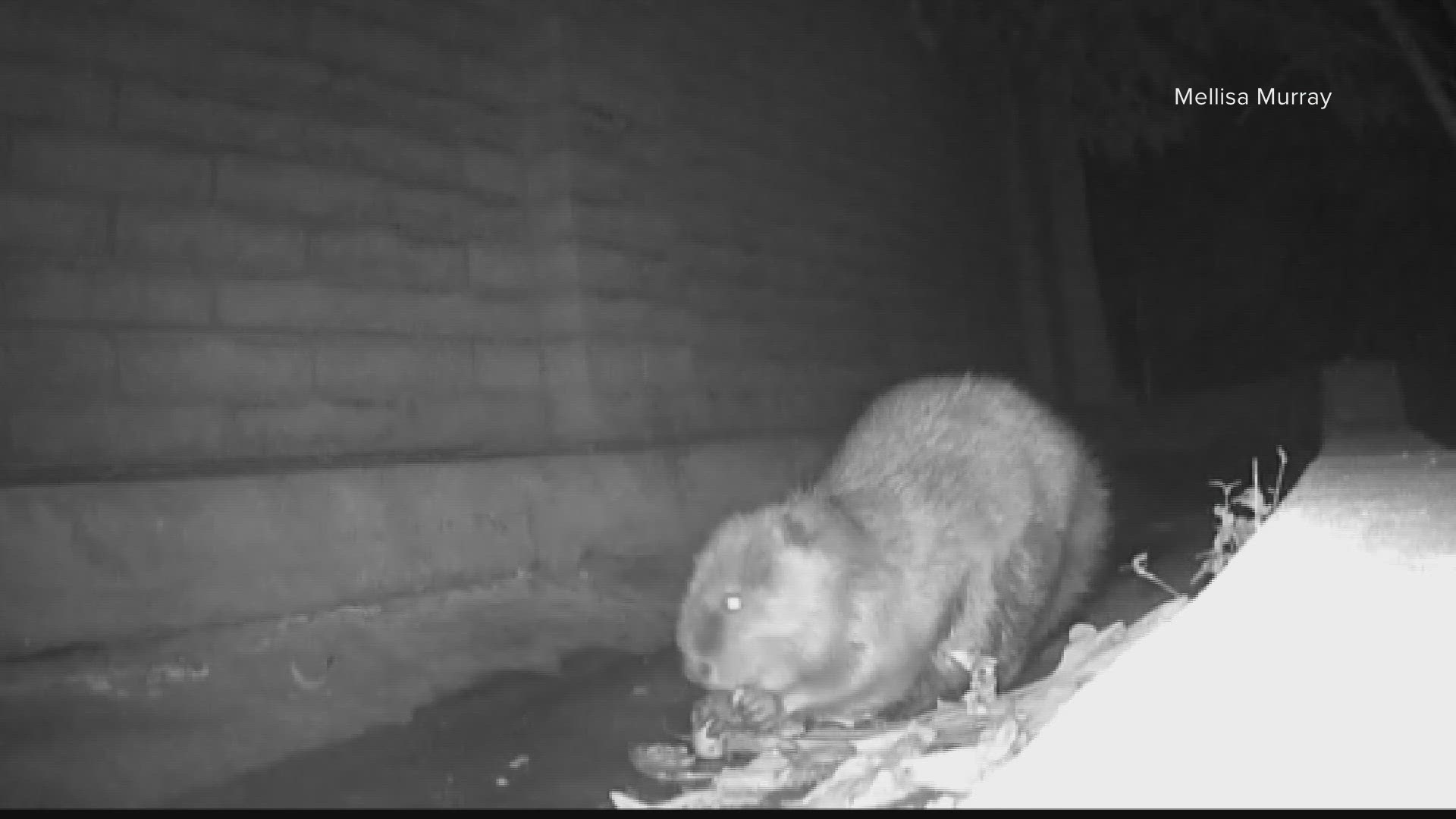 The Southwest Wildlife Conservation Center says while it's not normal to see beavers in Arcadia, it is becoming more common.