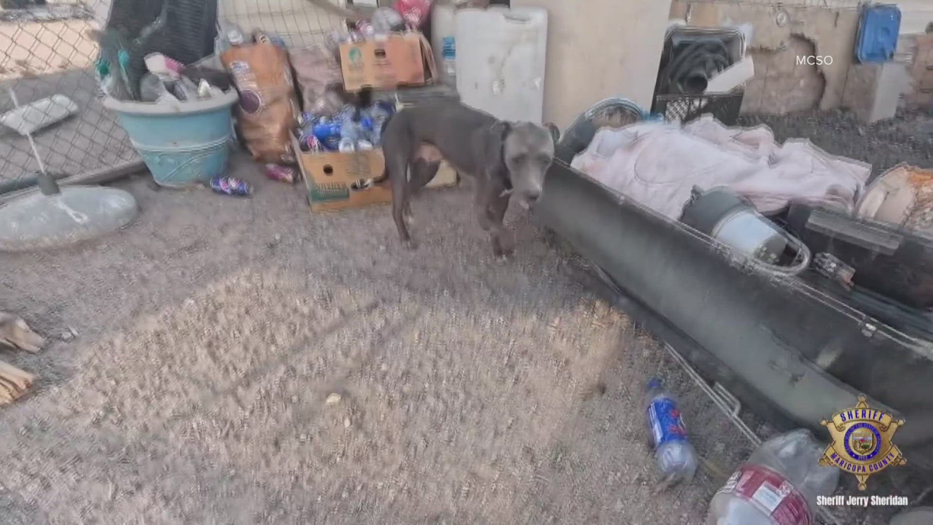 Twelve dogs were found without any food or water at a home in Arizona. 