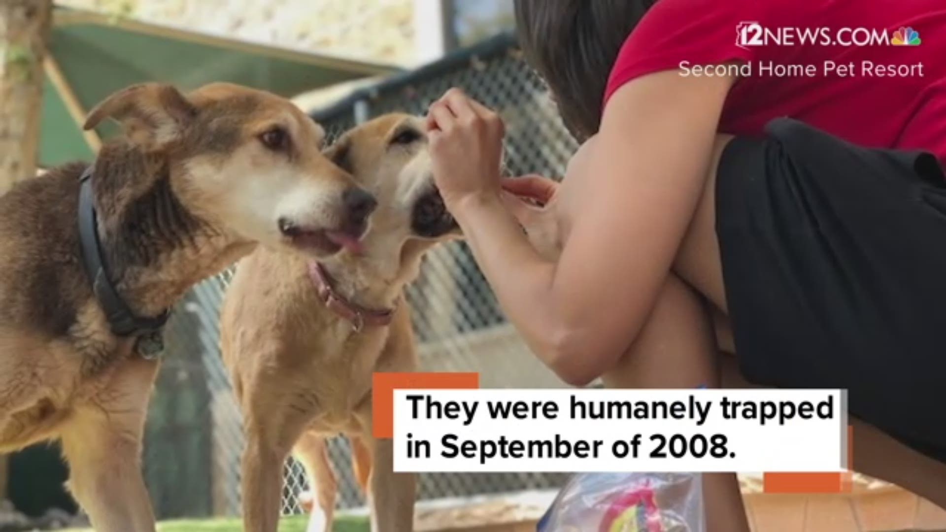 Mohave and Nellie, two 10-year-old dogs, have spent all of their lives waiting to be adopted. https://12ne.ws/2Lrkgao
