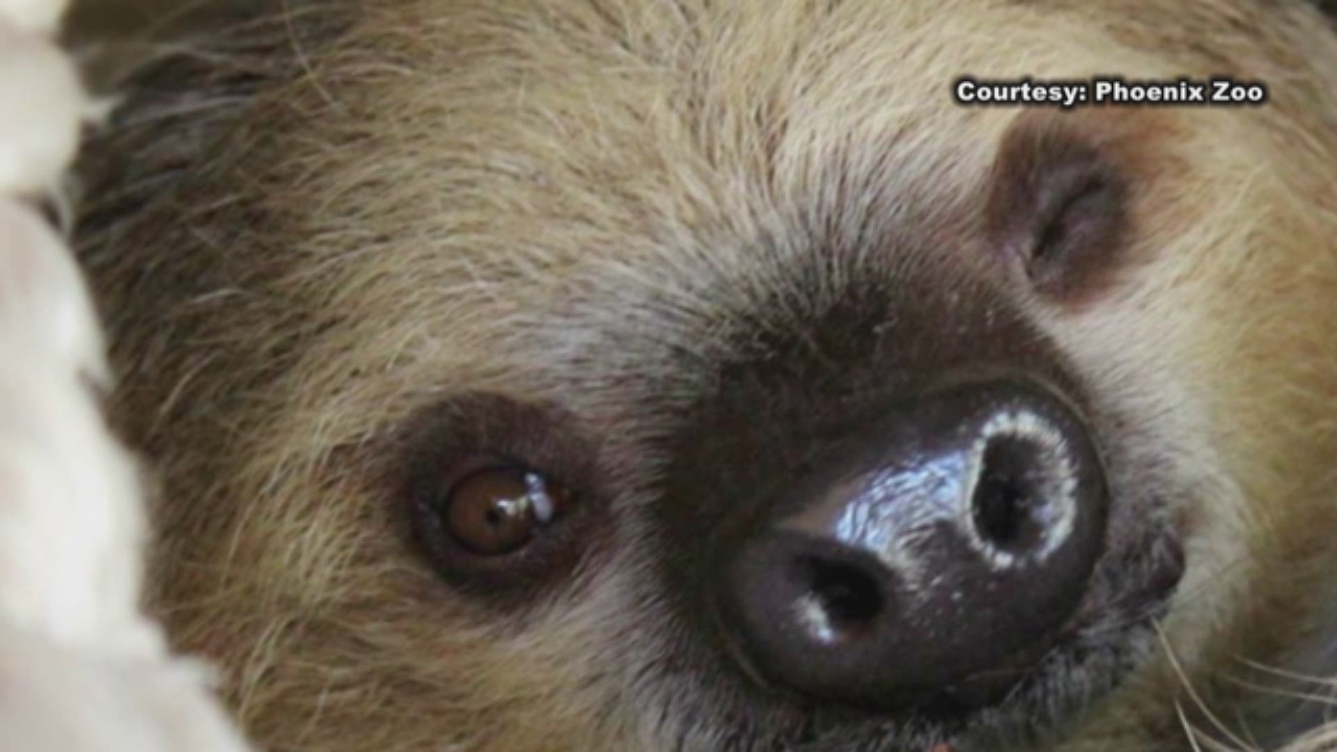 The first sloth to reside at Phoenix Zoo will soon make his debut in the Forest of Uco trail.