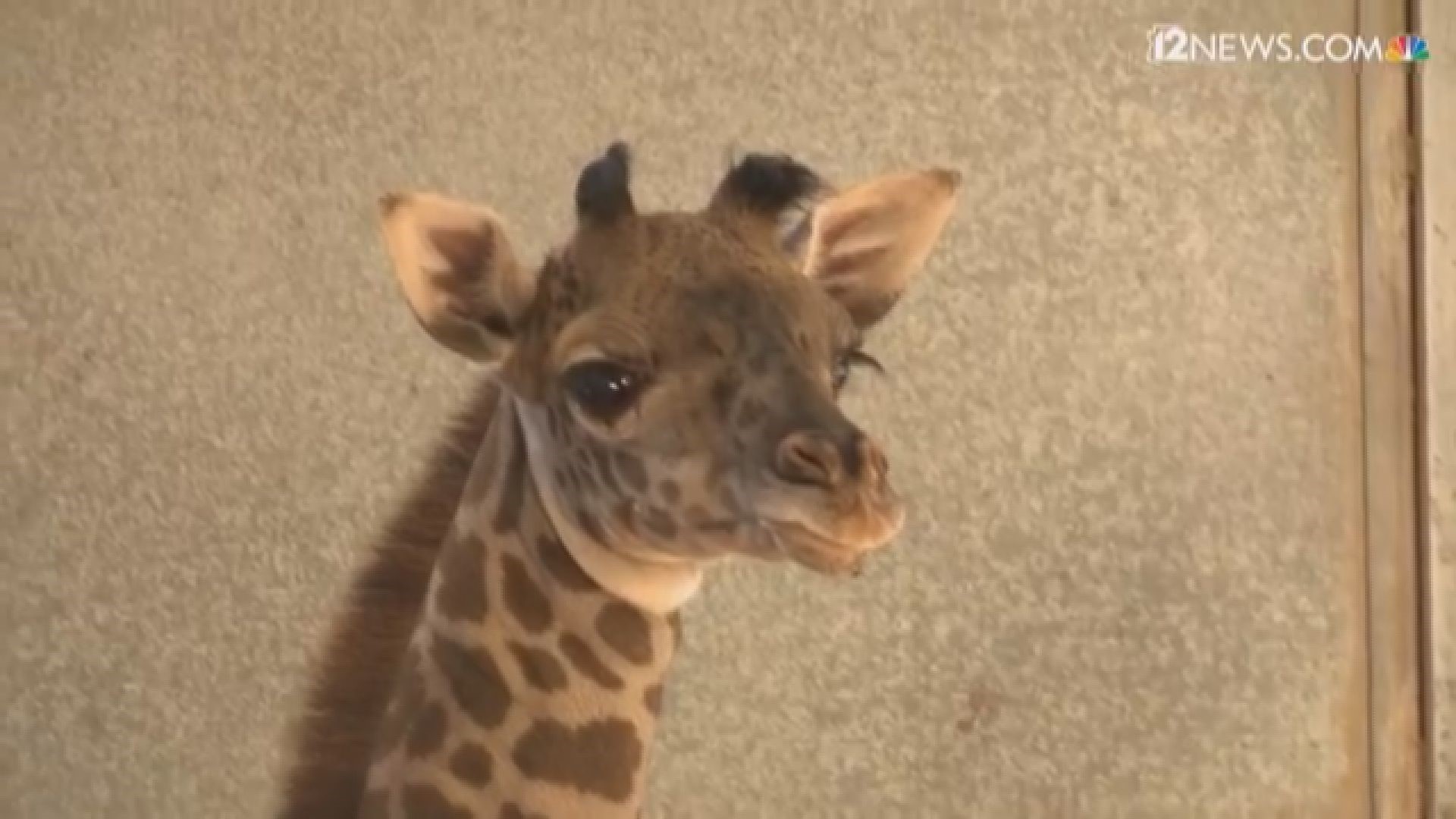 One of Phoenix Zoo's female giraffes, Sunshine, gave birth to a baby girl in March. The new calf was introduced to the media today. Check out the cuteness!