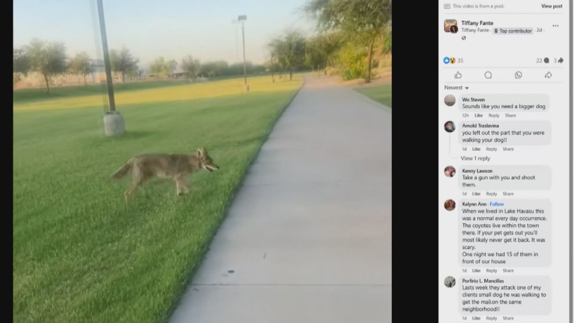 Arizona Game and Fish warns of rising coyote encounters in the Valley