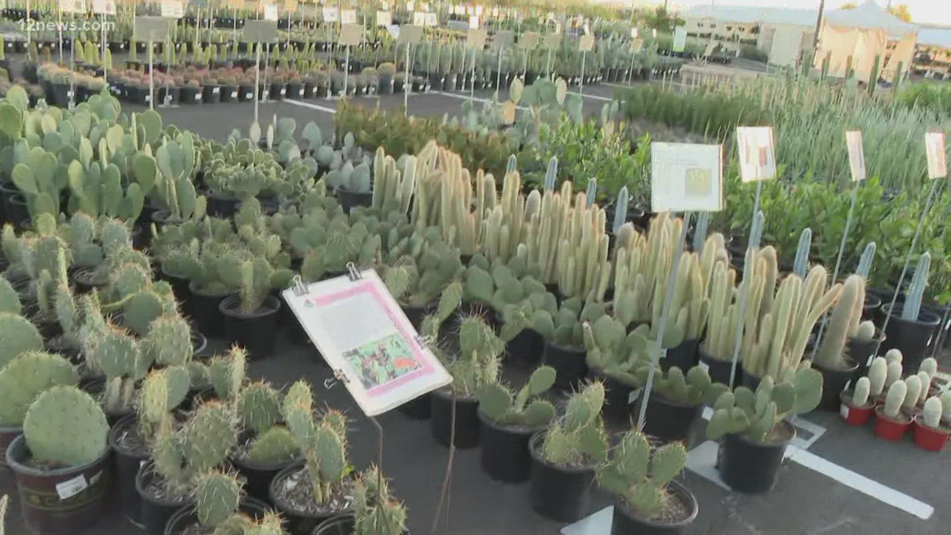 The plant sale opens for members on Thursday and opens to non-members on Saturday, garden officials said.