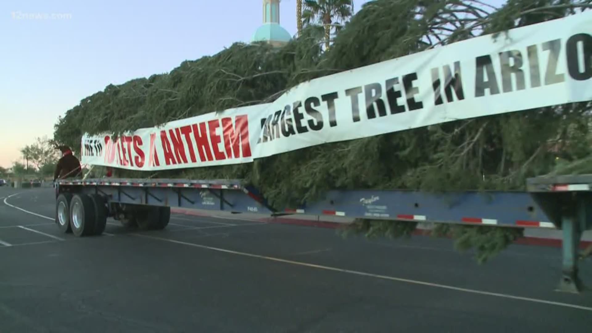 Arizona's largest Christmas tree on its way to the Outlet at Anthem where the festivities are already getting started.