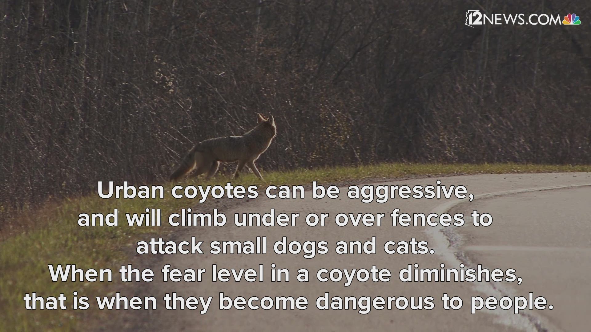 Coyote Attack Cat