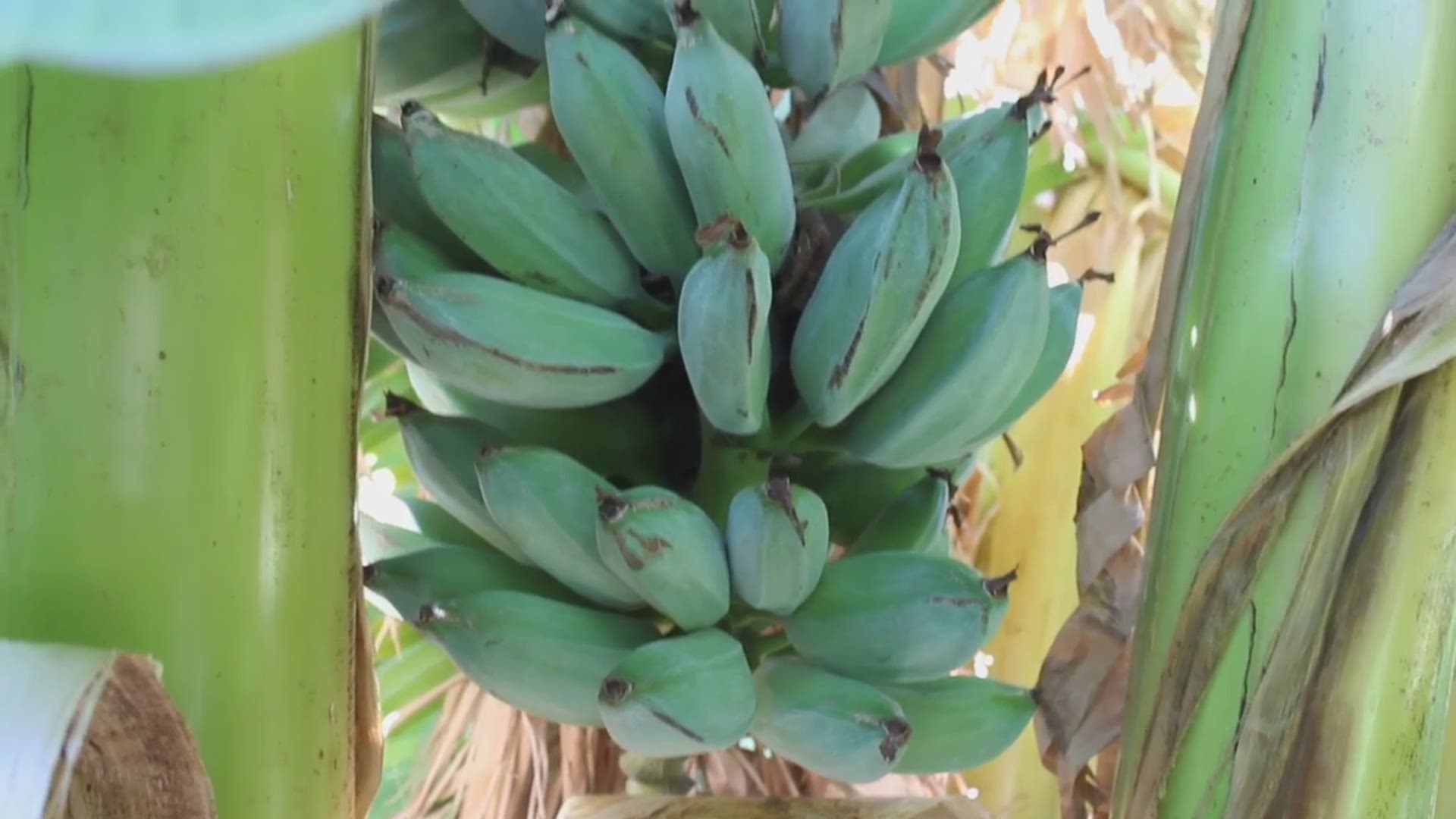 Did you know? you can grow bananas that taste like ice cream right here in Arizona