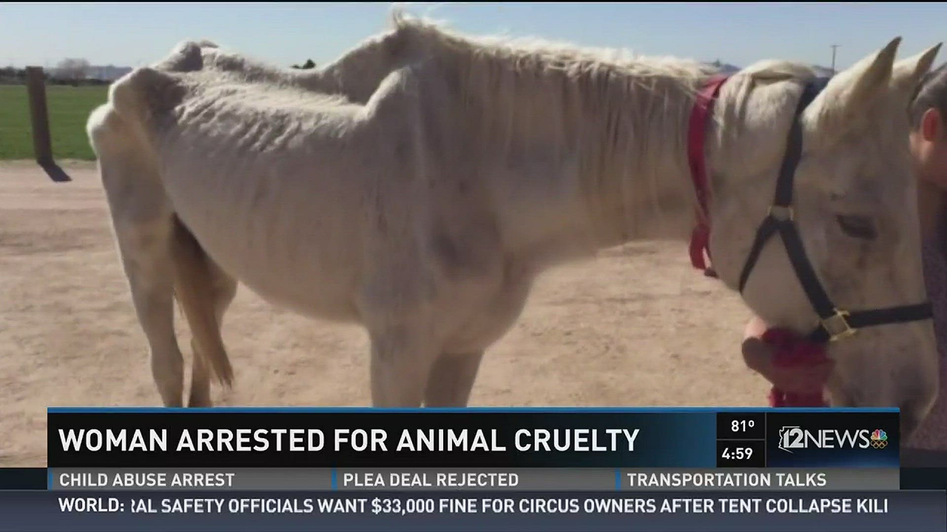 A Buckeye woman is under arrest after officials found horses that she owned in terrible condition; one of them so bad it died from starvation.