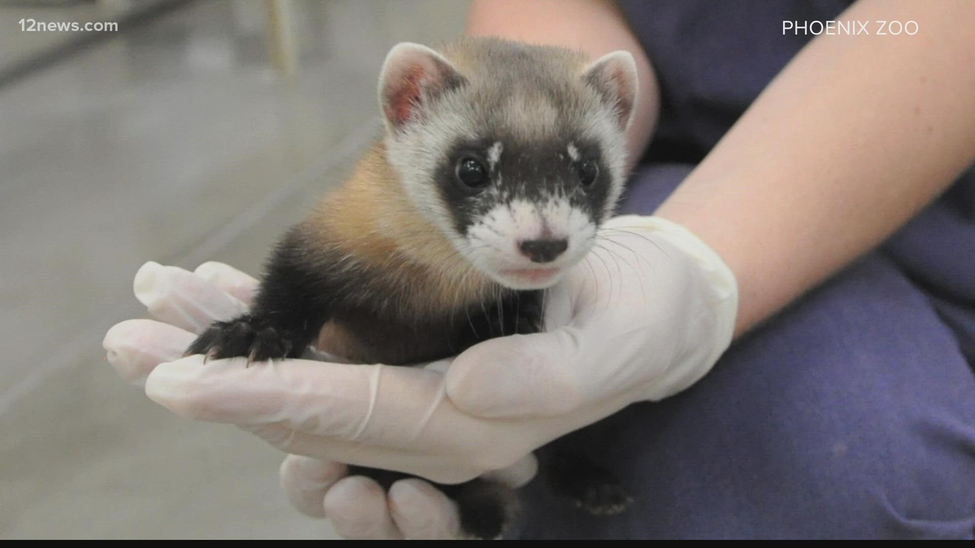 The black-footed ferret baby boom at the Phoenix Zoo is a big deal. Jen Wahl is at the zoo to learn why.
