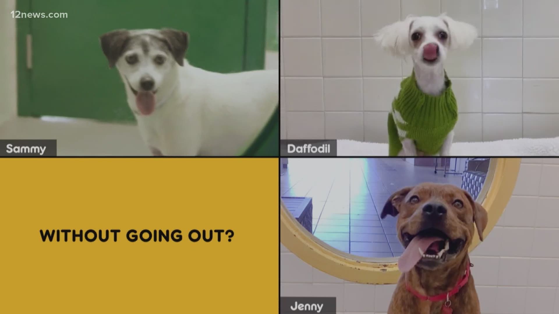 With the help of Pedigree, potential dog owners can now meet with adoptable dogs via Zoom. Destry Jetton has more.