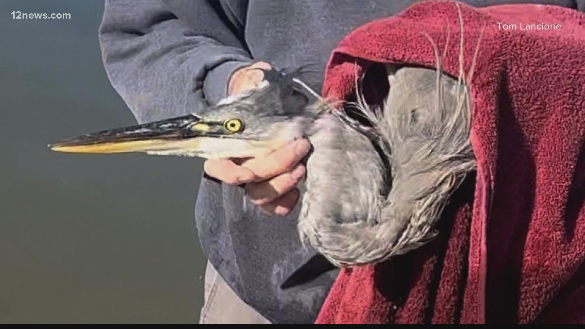 Park-goers in Scottsdale came across a large blue heron in distress on Monday morning. The bird was tangled in fishing line. Passersby stepped in to rescue the bird.