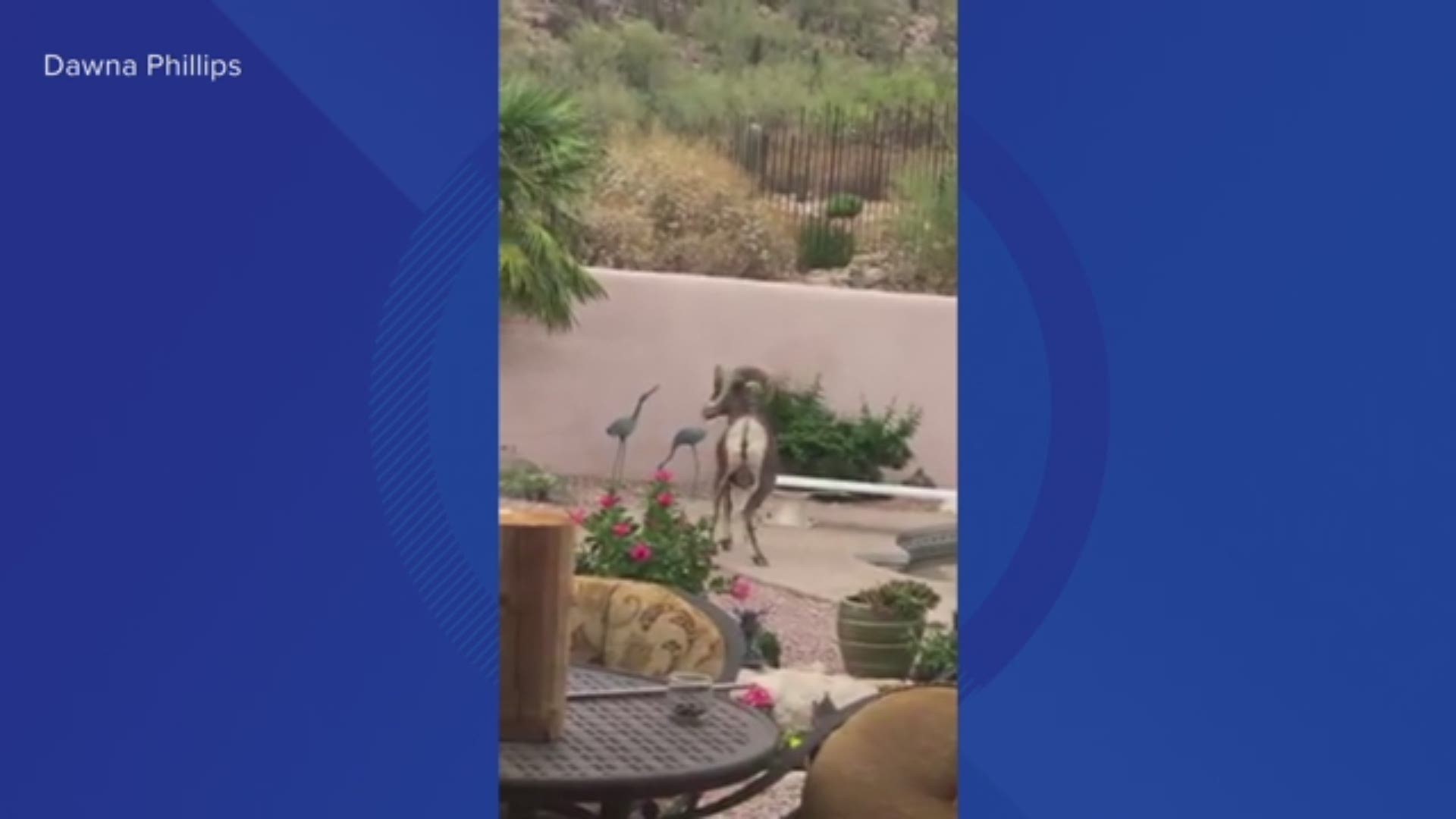 Bighorn sheep were spotted in a yard in the Tucson area this week. Arizona Game and Fish is warning residents not to put out food or water for the animals.