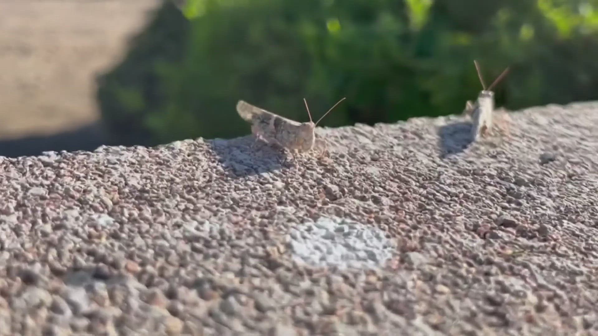 The pallid-winged grasshopper is the most common kind we are seeing, according to experts