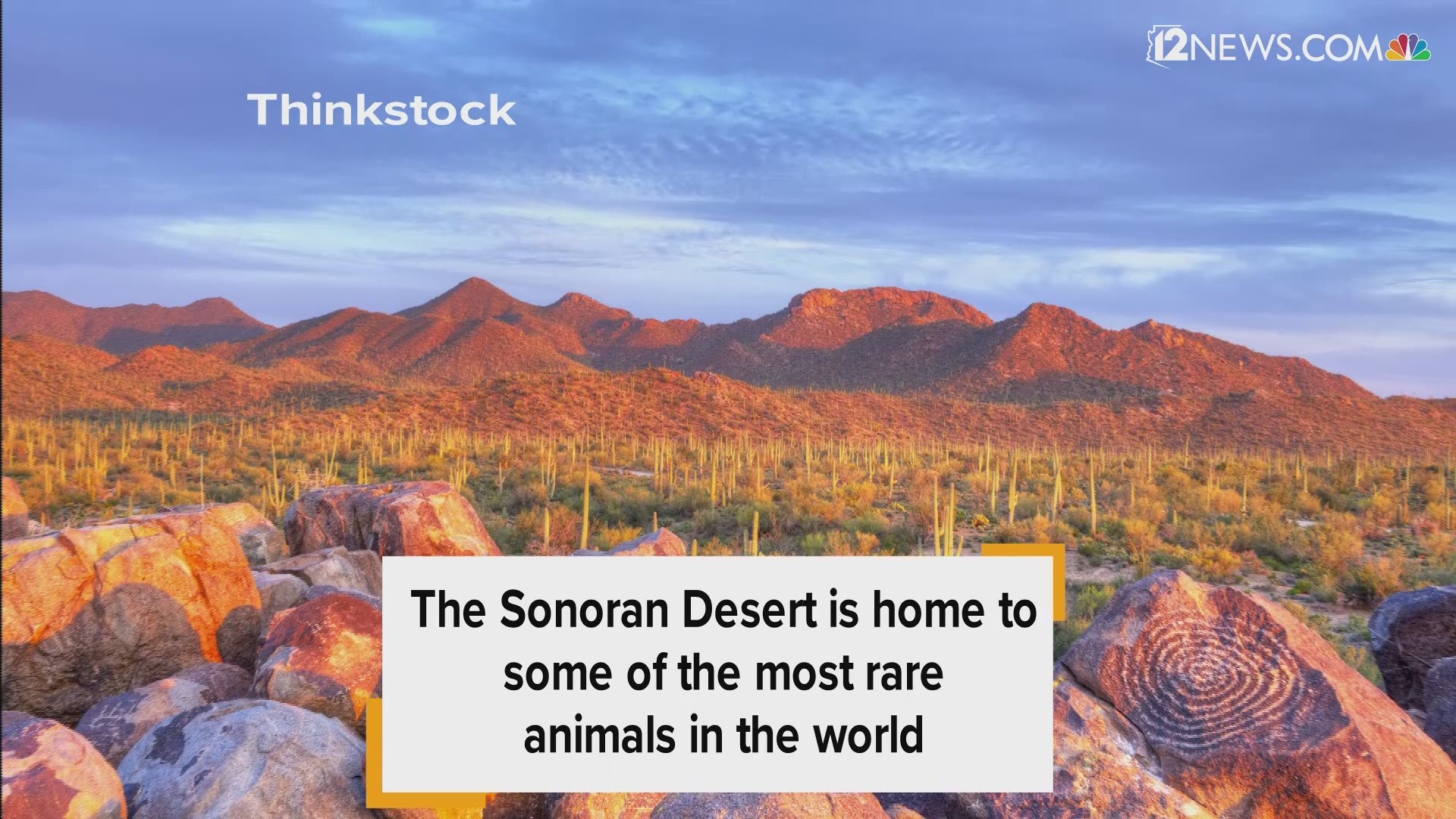 Living in the Sonoran Desert is like no where else. This is especially true of the wildlife that roams the desert.