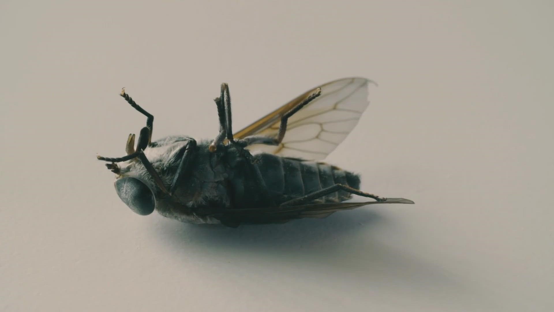 Researchers and students at ASU are helping assist law enforcement investigations by using flies found at crime scenes.